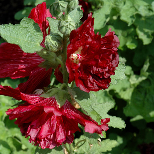 Alcea rosea 'Spring Celebrities Crimson'