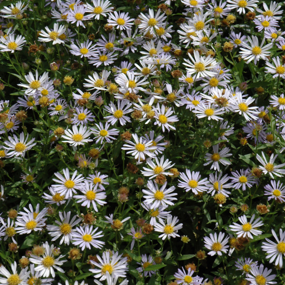 Kalimeris incisa 'Blue Star'