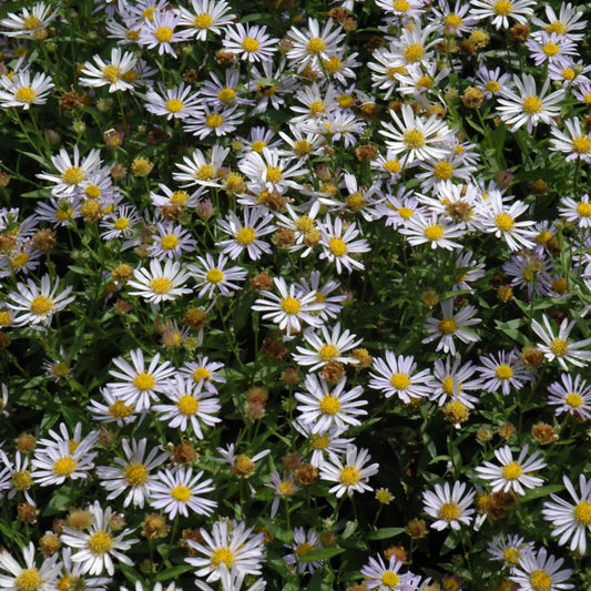 Kalimeris incisa 'Blue Star'