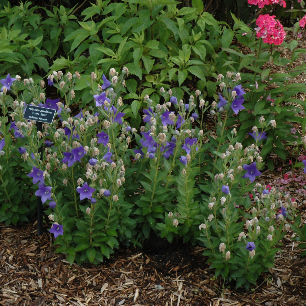 Astra Blue Balloon Flower