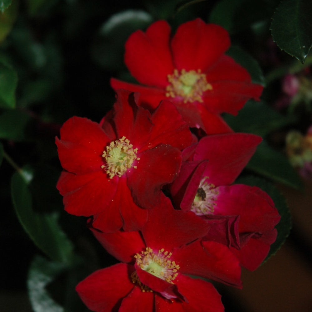 Rosa 'Flower Carpet Red'