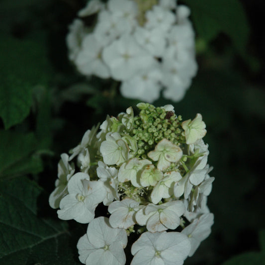 Hydrangea quercifolia 'PIIHQ-I'