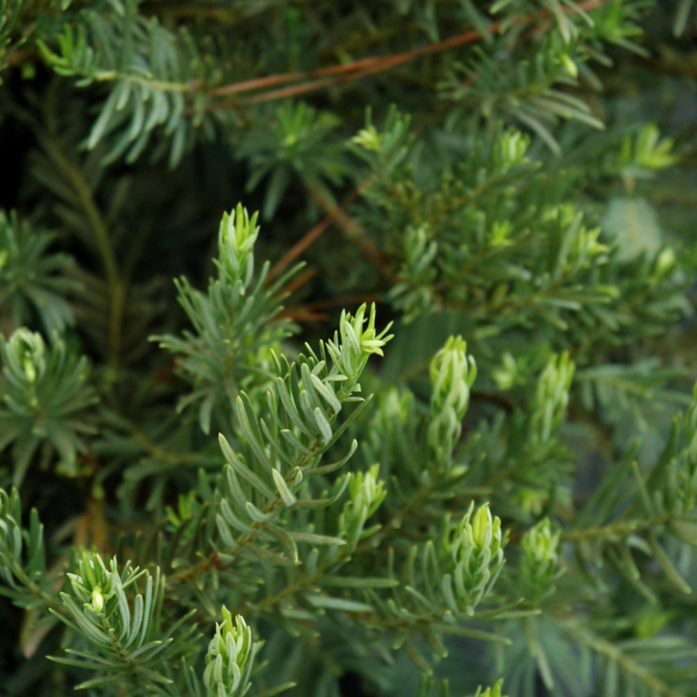 Japanese Plum Yew