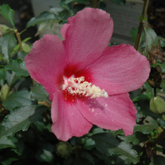 Hibiscus syriacus 'SHIMRR38'