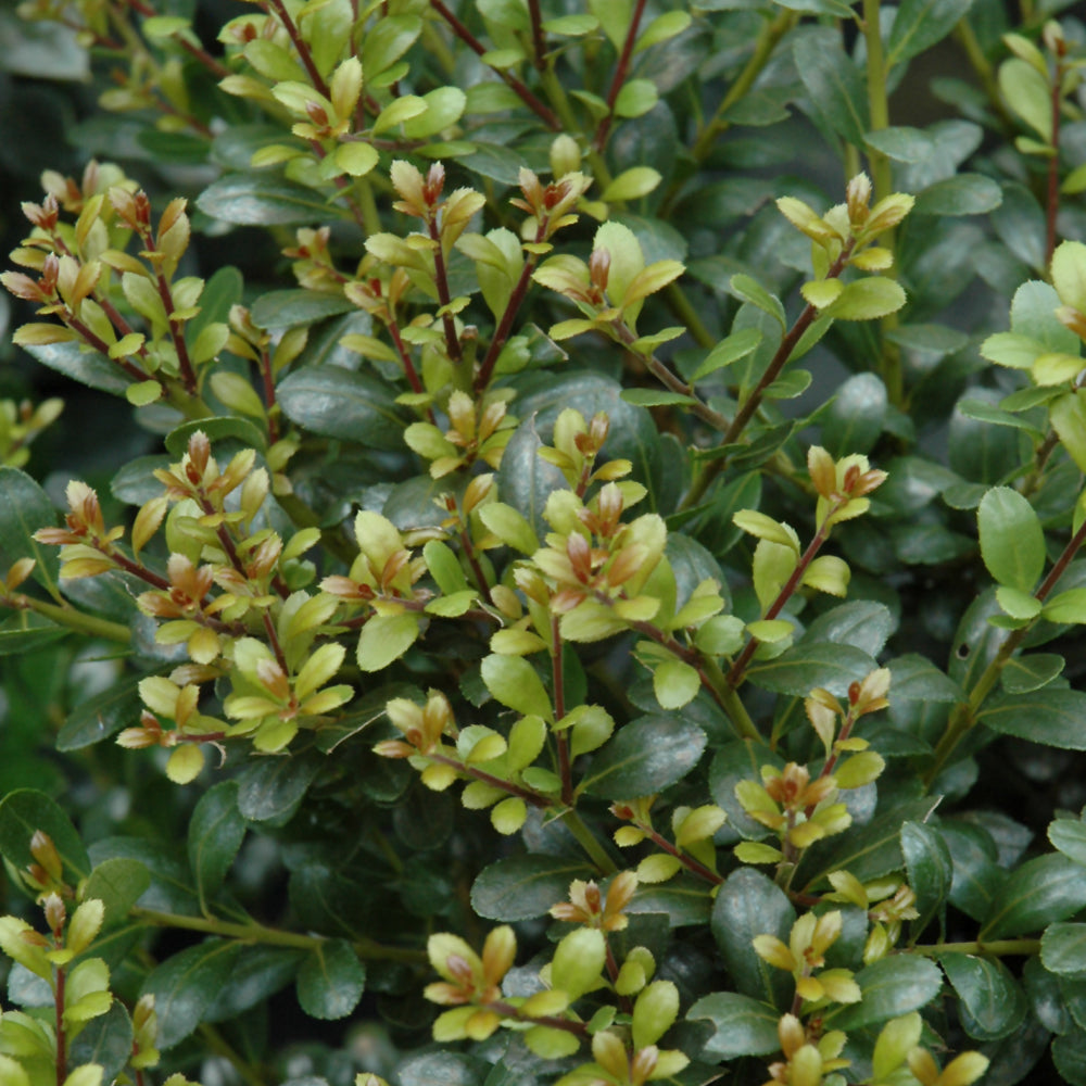 Ilex glabra 'Compacta'