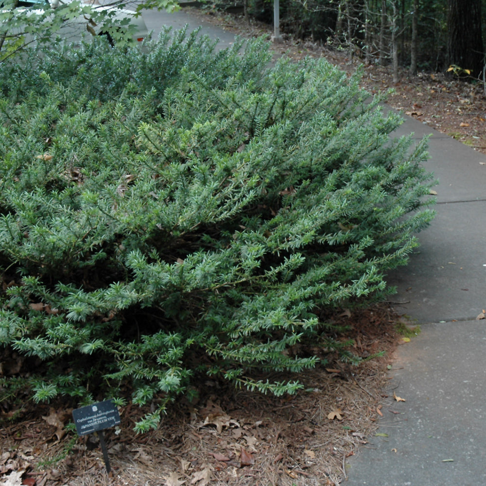 Cephalotaxus harringtonia 'Drupacea'