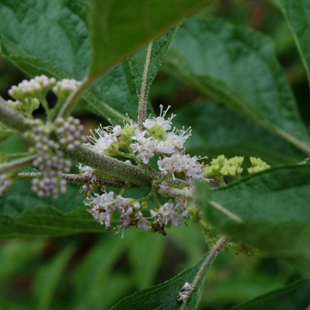 American Beautyberry