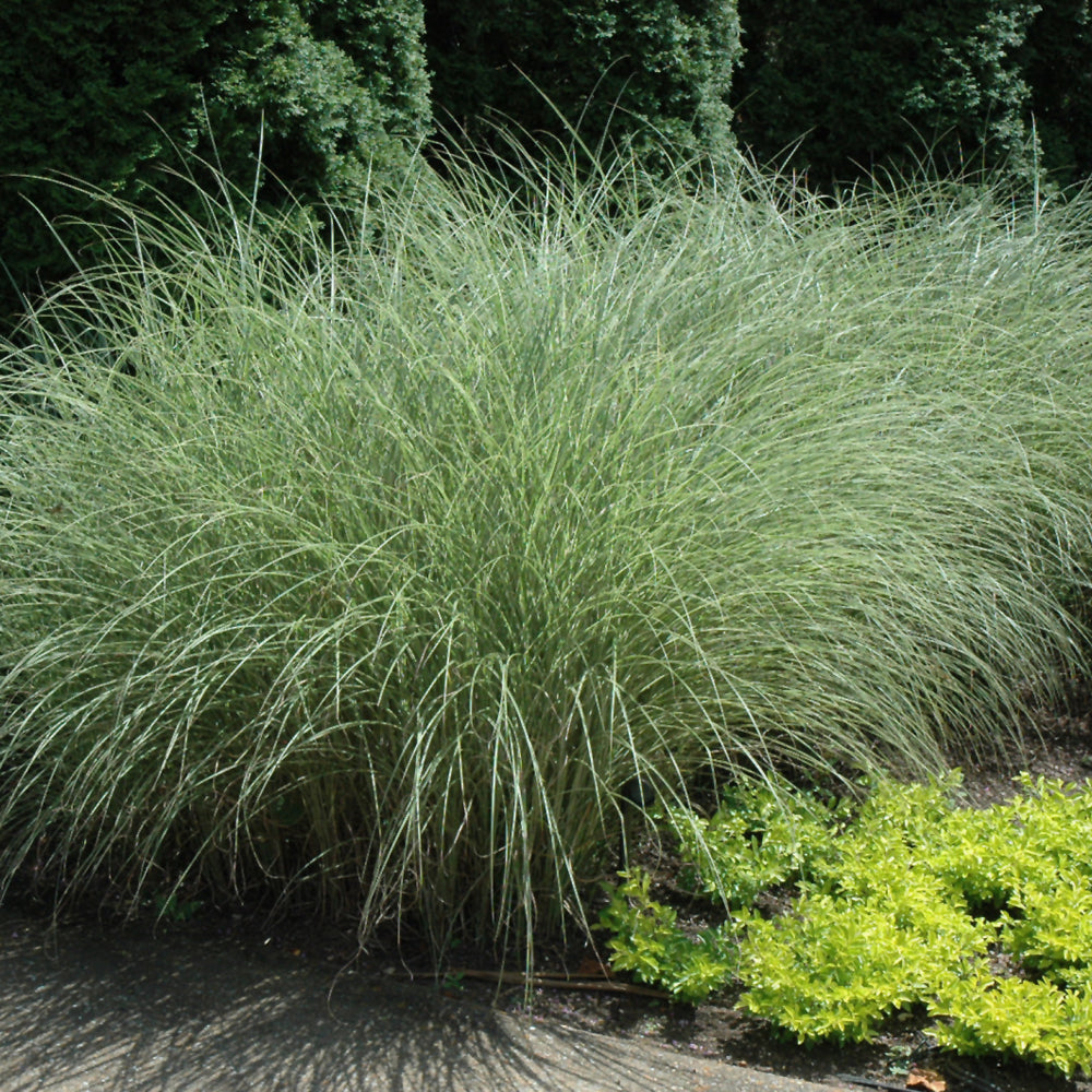 Morning Light Maiden Grass