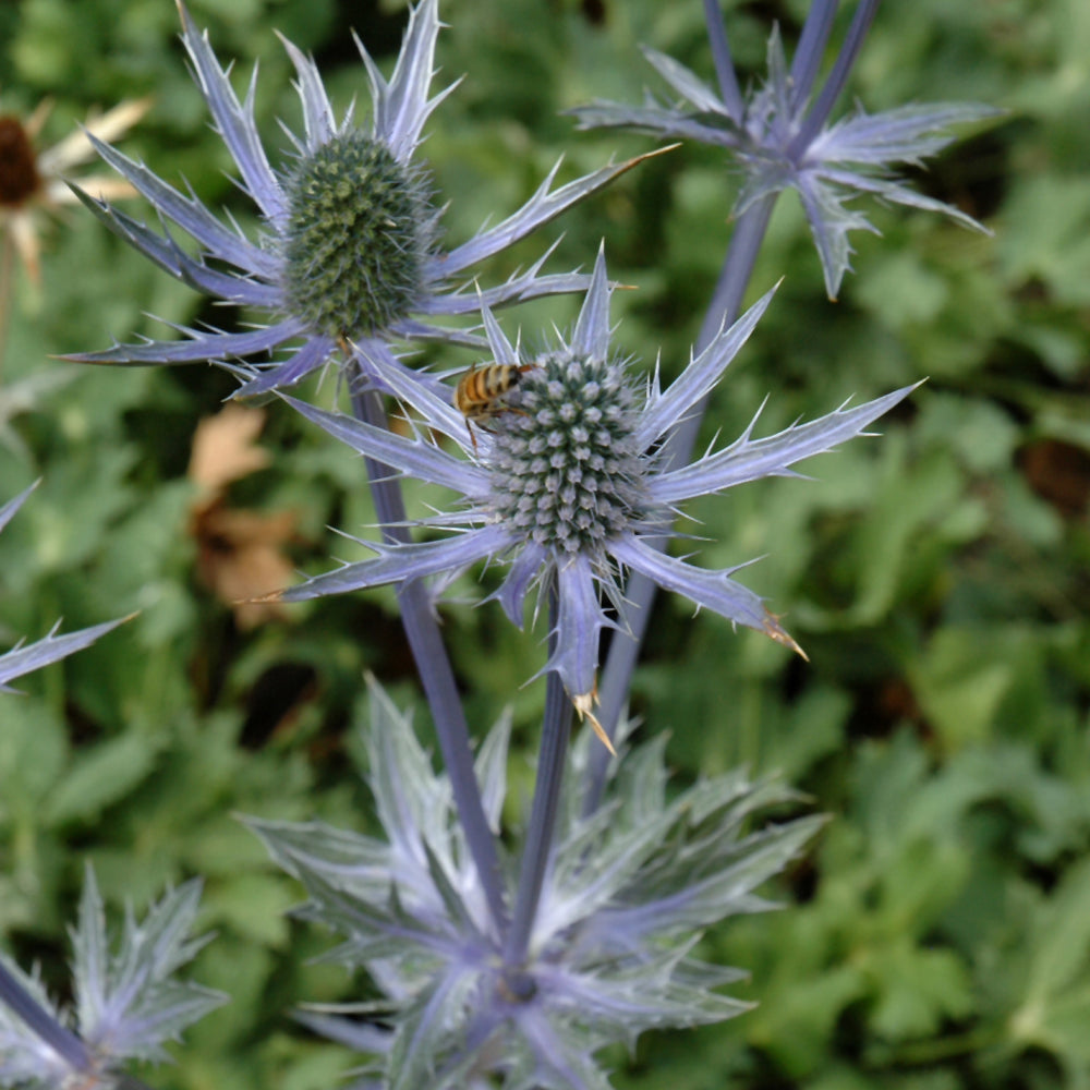 Eryngium 'Big Blue'