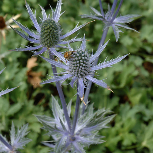 Eryngium 'Big Blue'