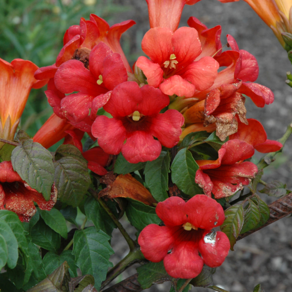 Campsis radicans 'Takarazuka Fresa'