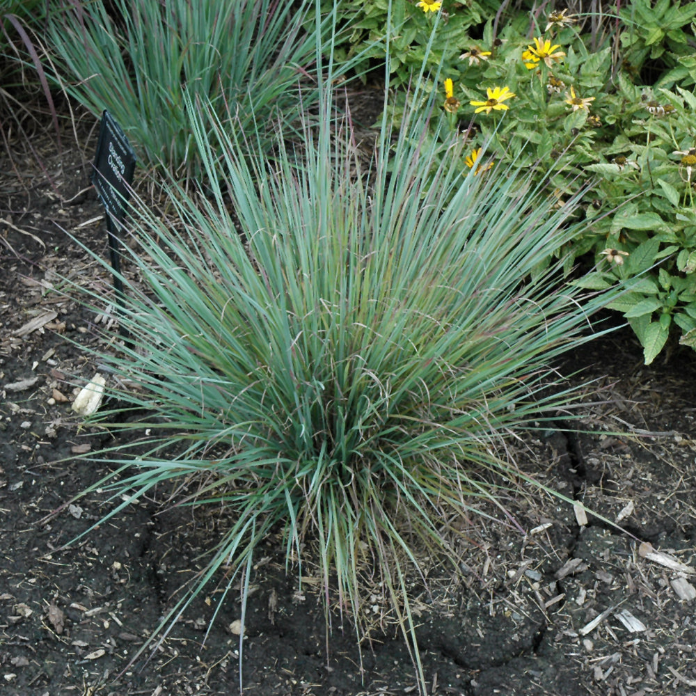 Standing Ovation Bluestem