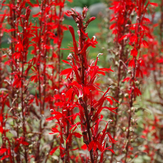 Lobelia cardinalis 'Black Truffle'
