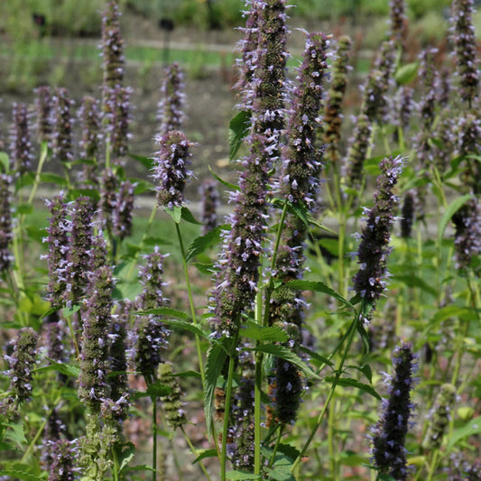 Agastache 'Black Adder'