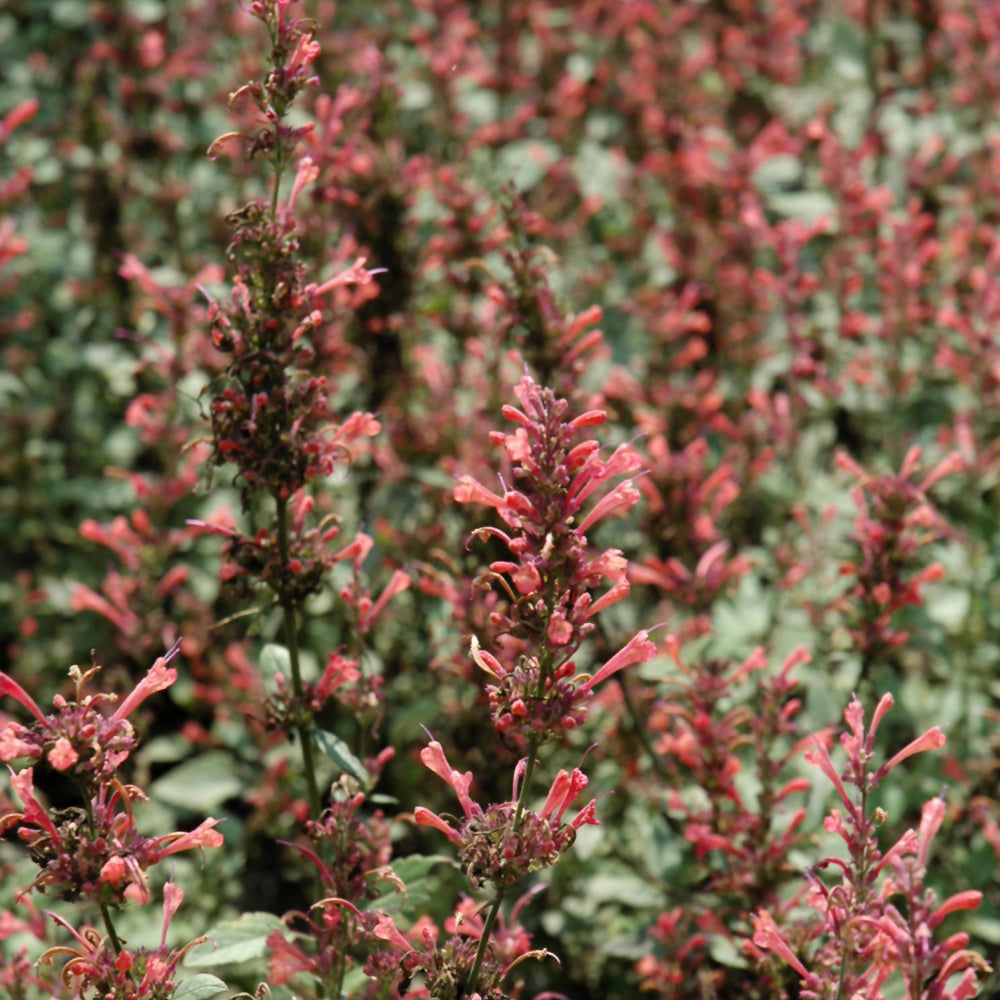 Agastache 'Kudos Coral'