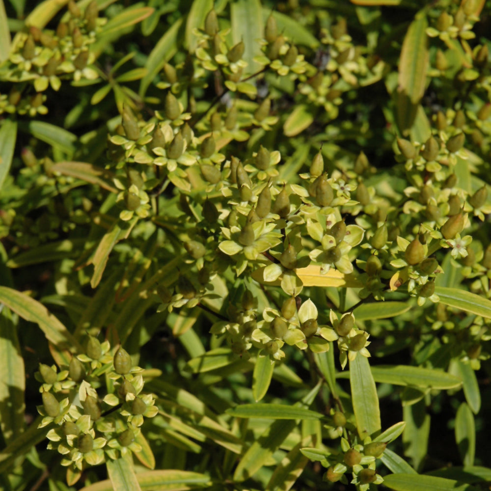 Gemo St. John's Wort