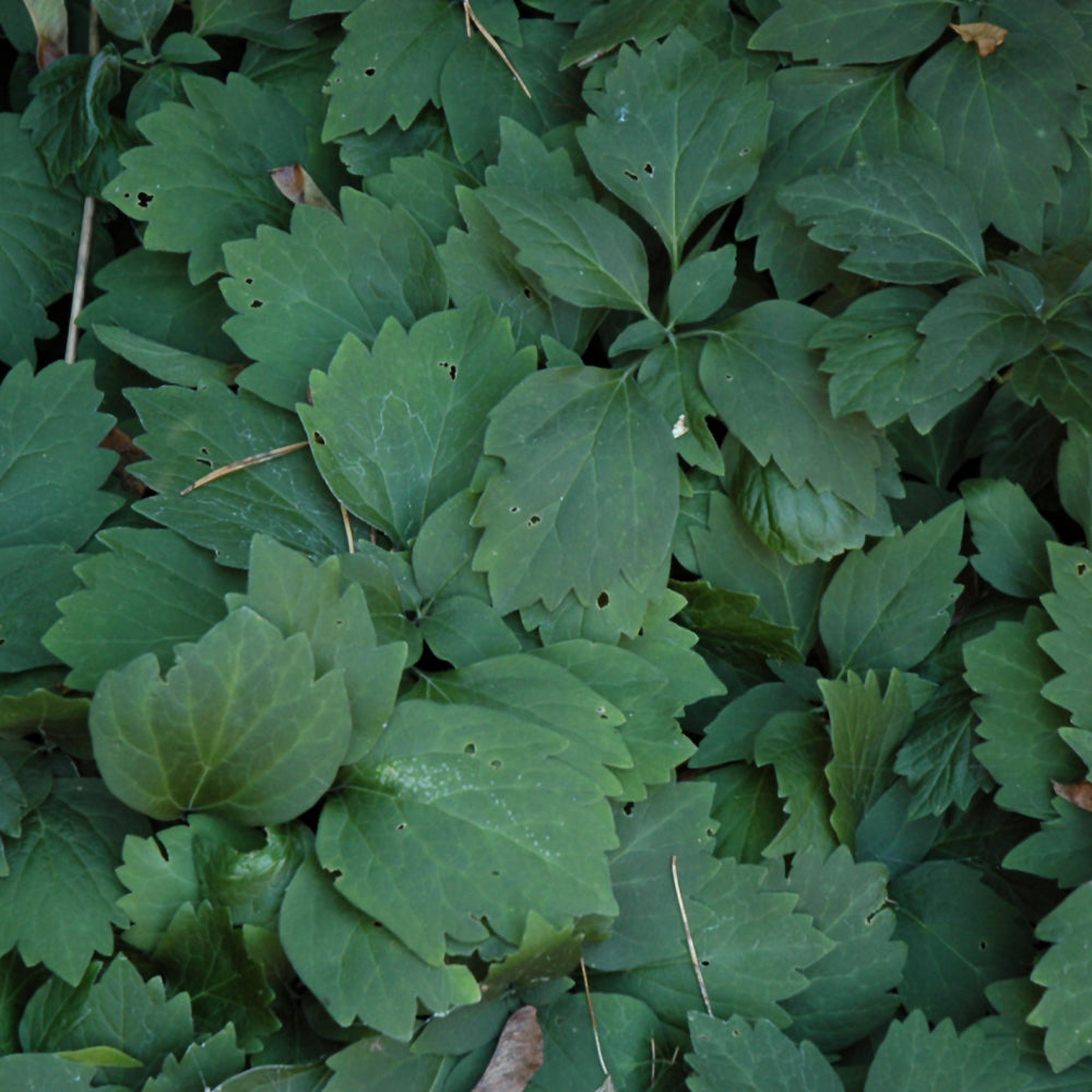 Allegheny Spurge