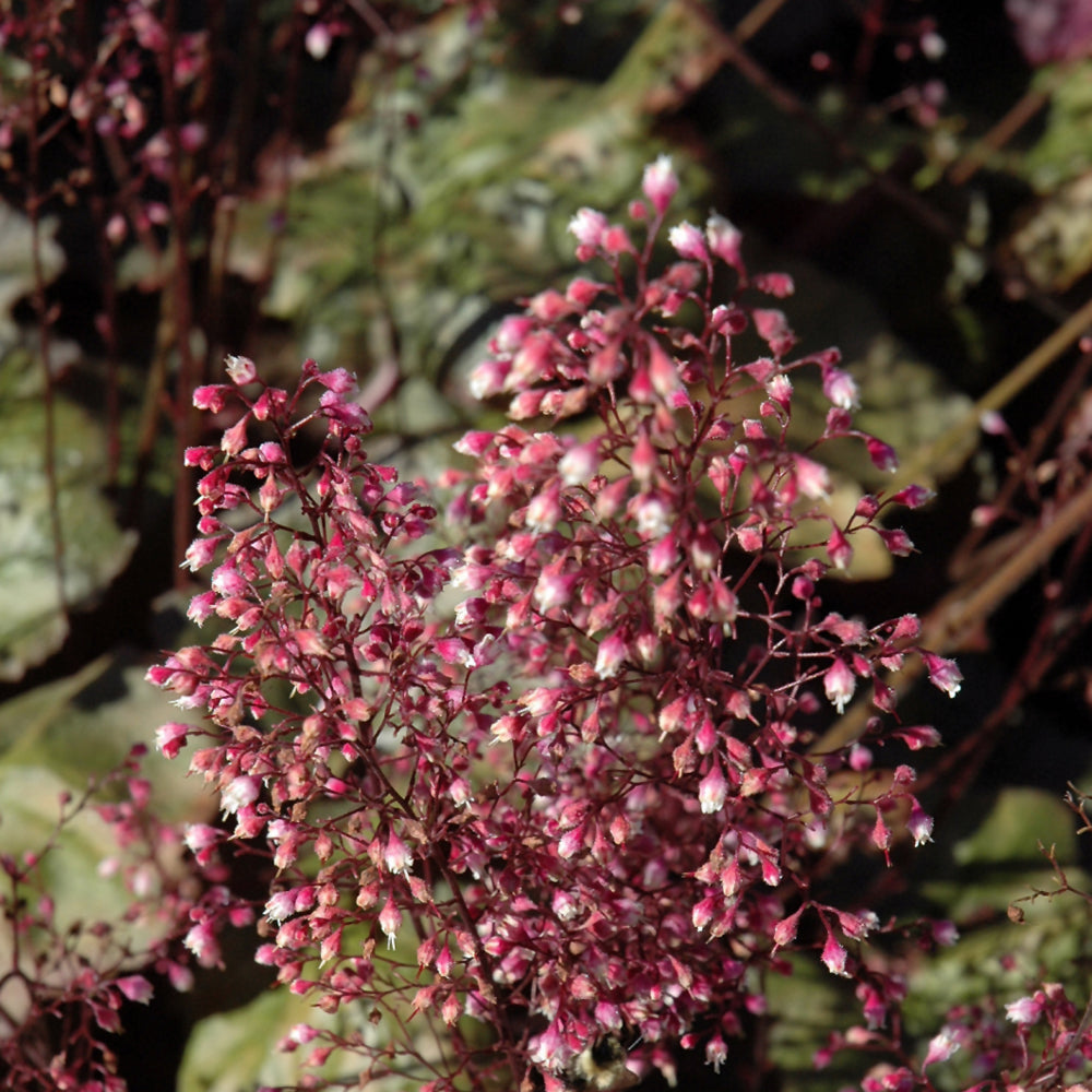 Frosted Violet Coral Bells