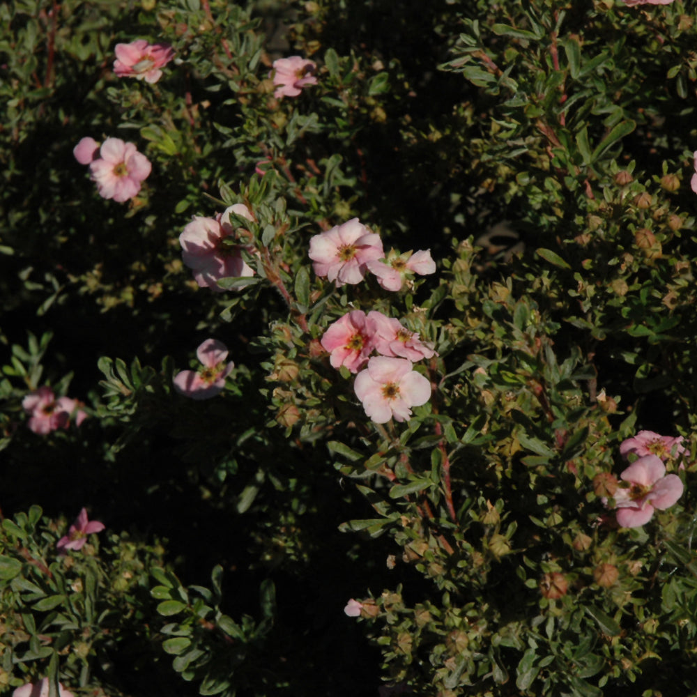 Potentilla fruticosa 'Kupinpa'