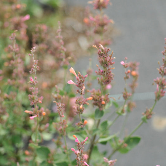 Agastache 'Kudos Ambrosia'