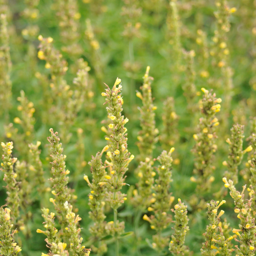 Agastache 'Kudos Yellow'