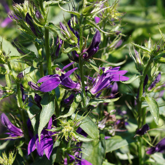 Lobelia 'Starship Blue'