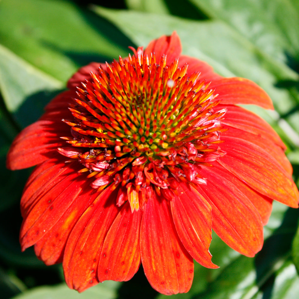 Echinacea 'Balsomstor'