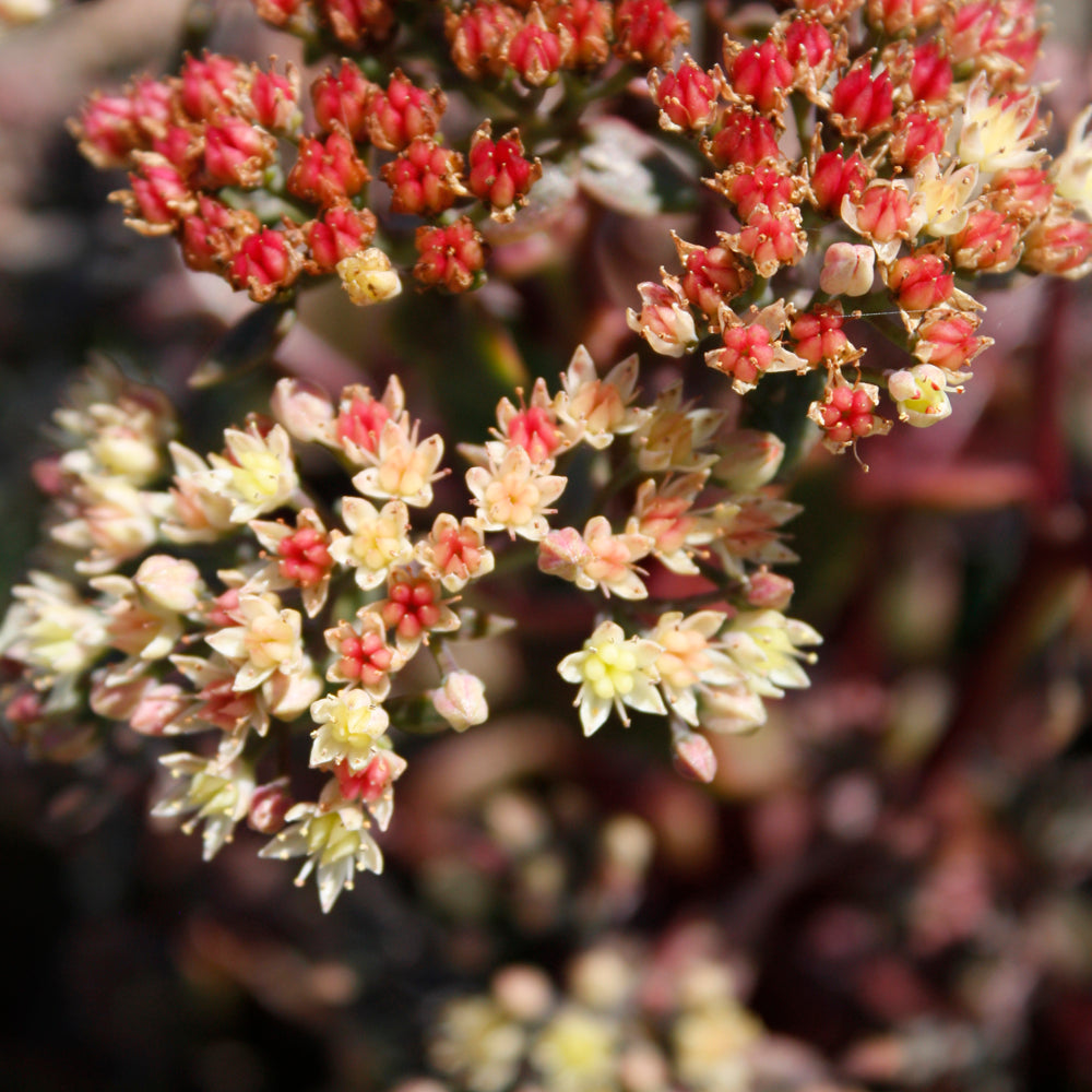 Sedum telephium 'Peach Pearls'