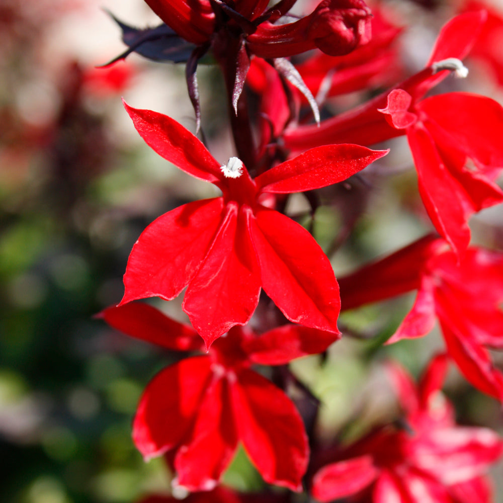 Starship™ Scarlet Lobelia