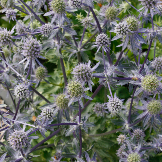 Eryngium planum 'Blue Glitter'