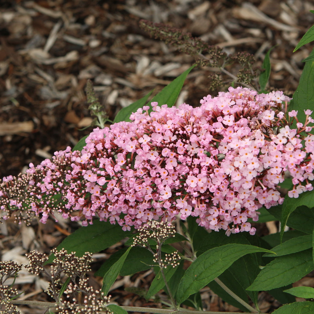 Buddleia 'Pink Cascade II'