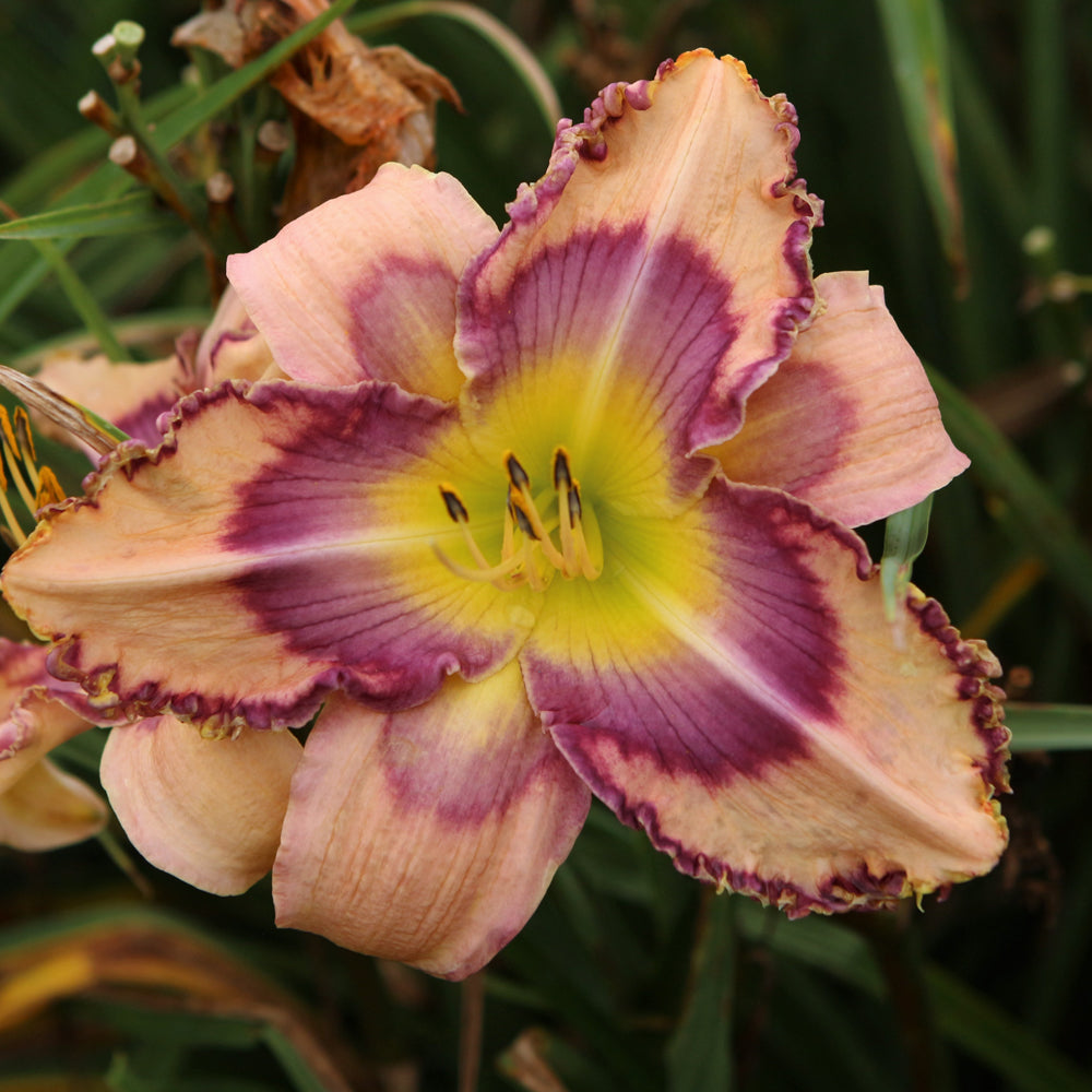 Hemerocallis 'Handwriting On The Wall'