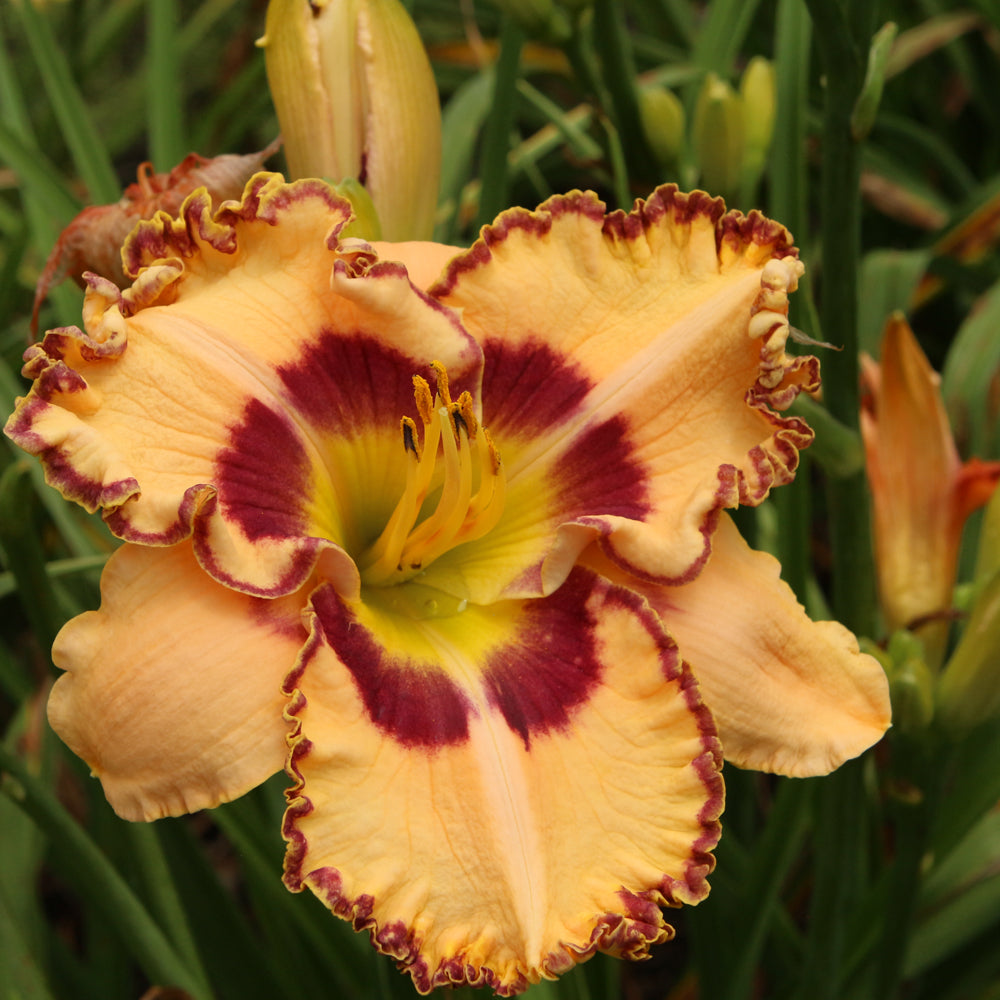 Hemerocallis 'Lake of Fire'