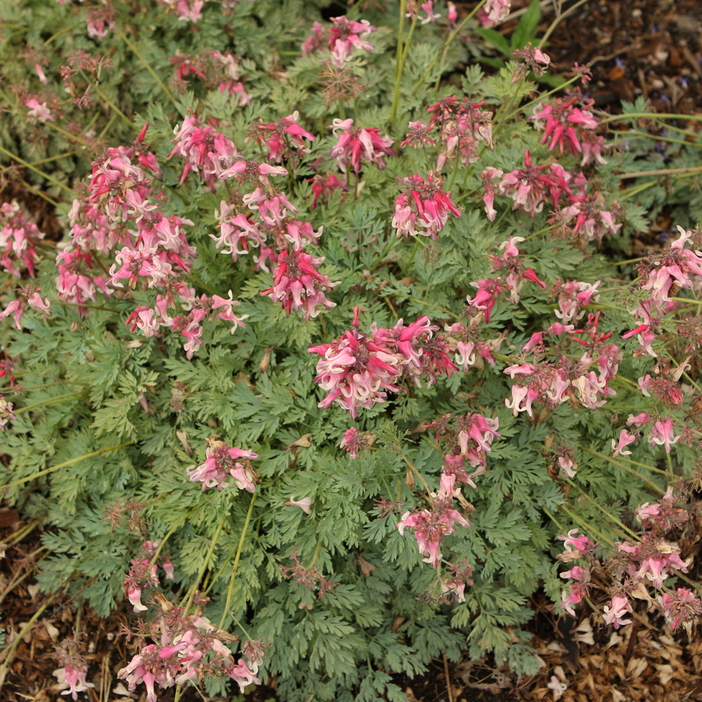 Pink Diamonds Fern-leaved Bleeding Heart
