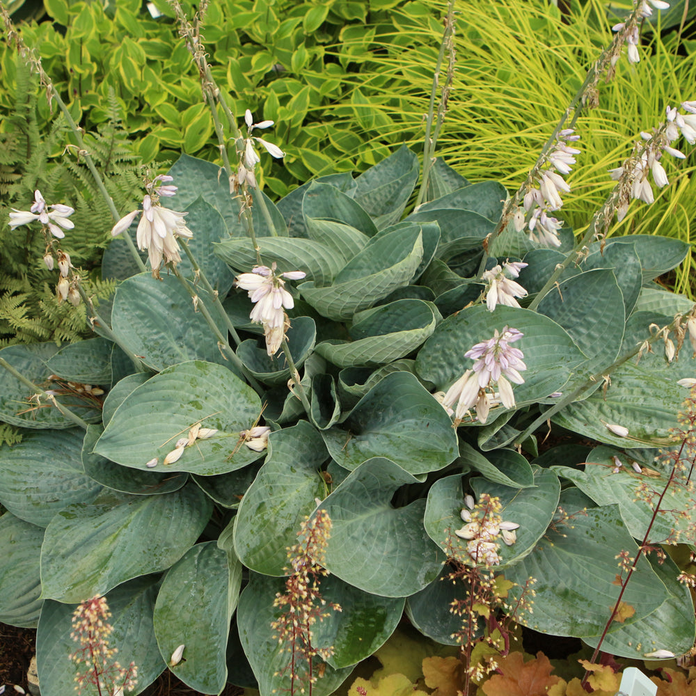 Hosta 'Above The Clouds'