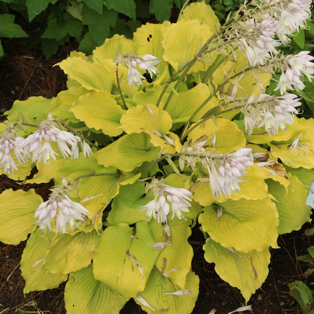 Hosta 'Echo The Sun'