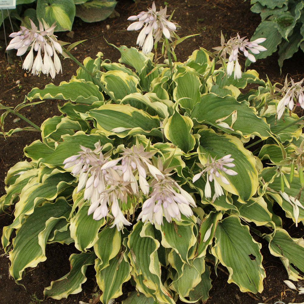 Hosta 'Voices In The Wind'