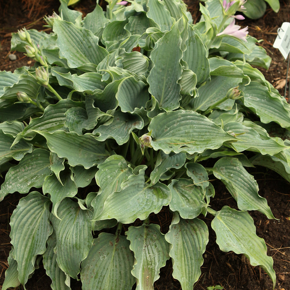 Hosta 'Waterslide'