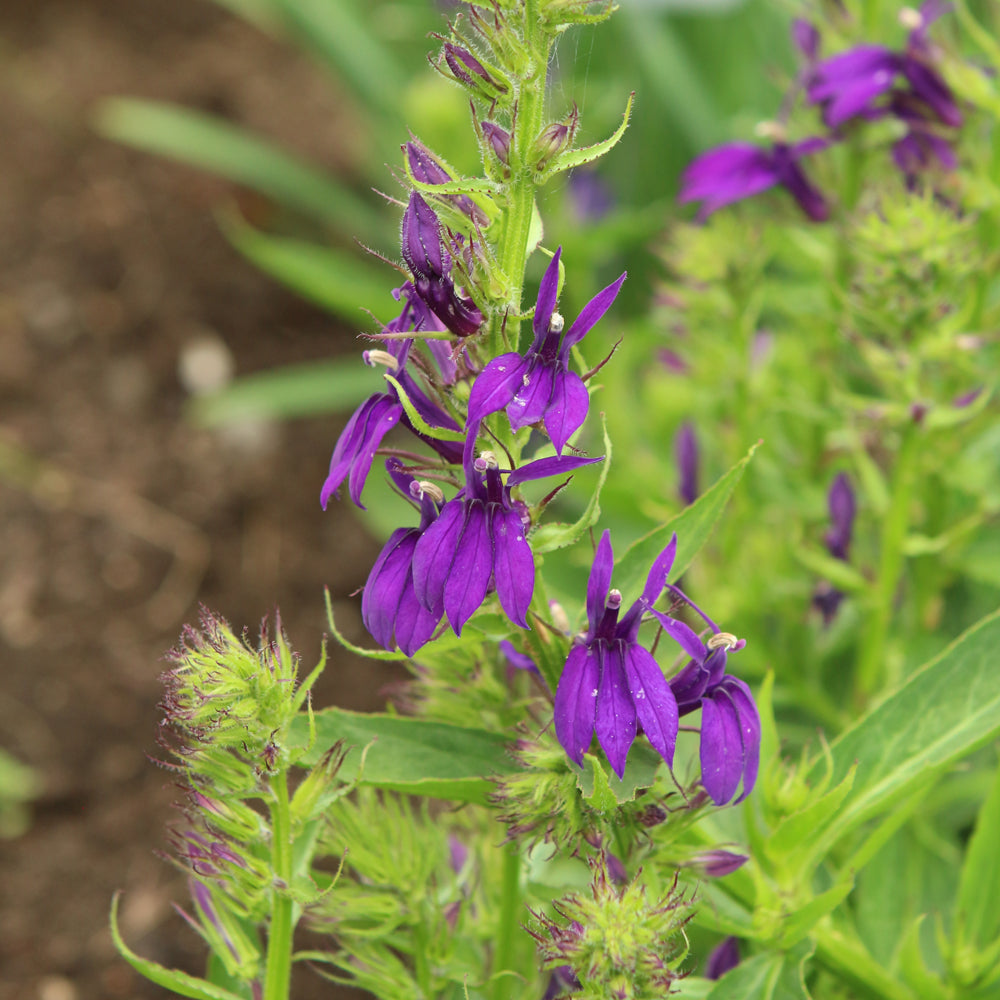 Lobelia 'Starship Blue'