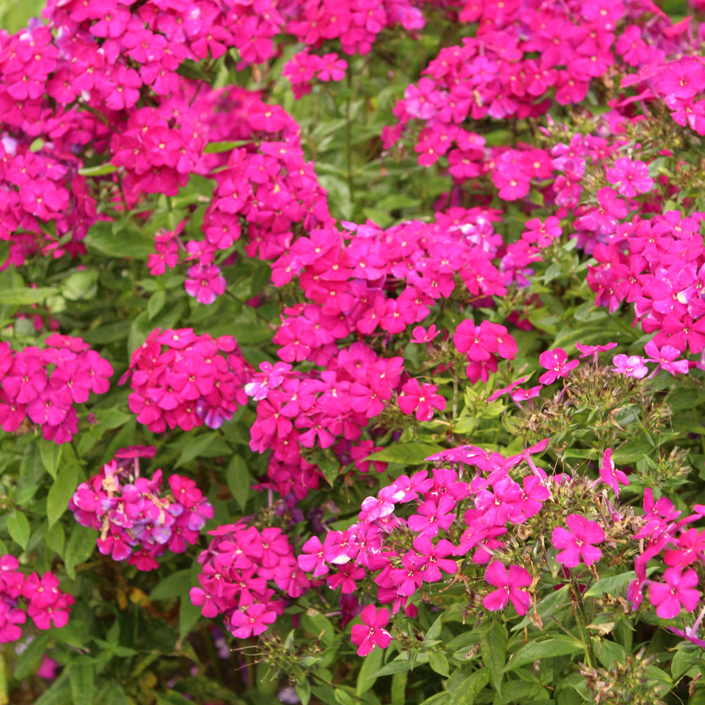 Phlox paniculata 'Ultraviolet'