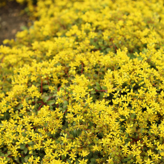 Sedum 'Yellow Brick Road'