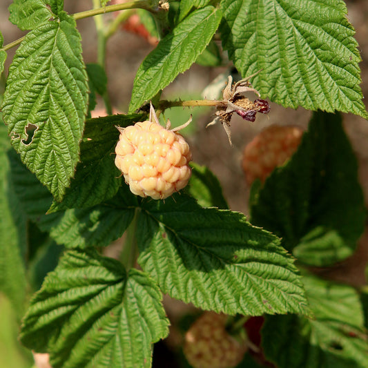 Rubus idaeus 'Anne'