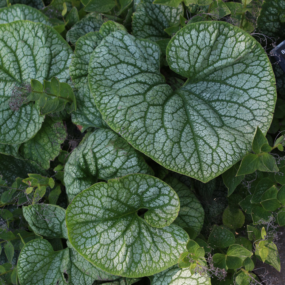 Brunnera macrophylla 'Jack of Diamonds'