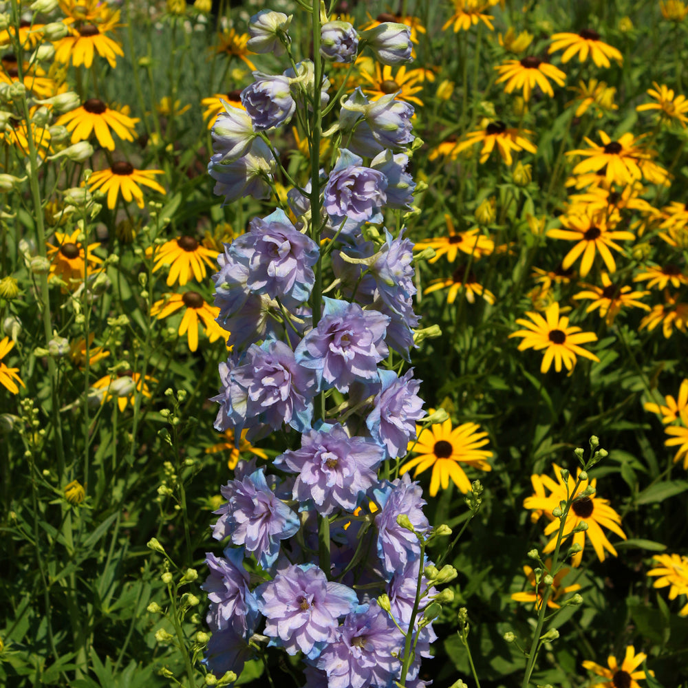 Delgenius® Shelby Larkspur