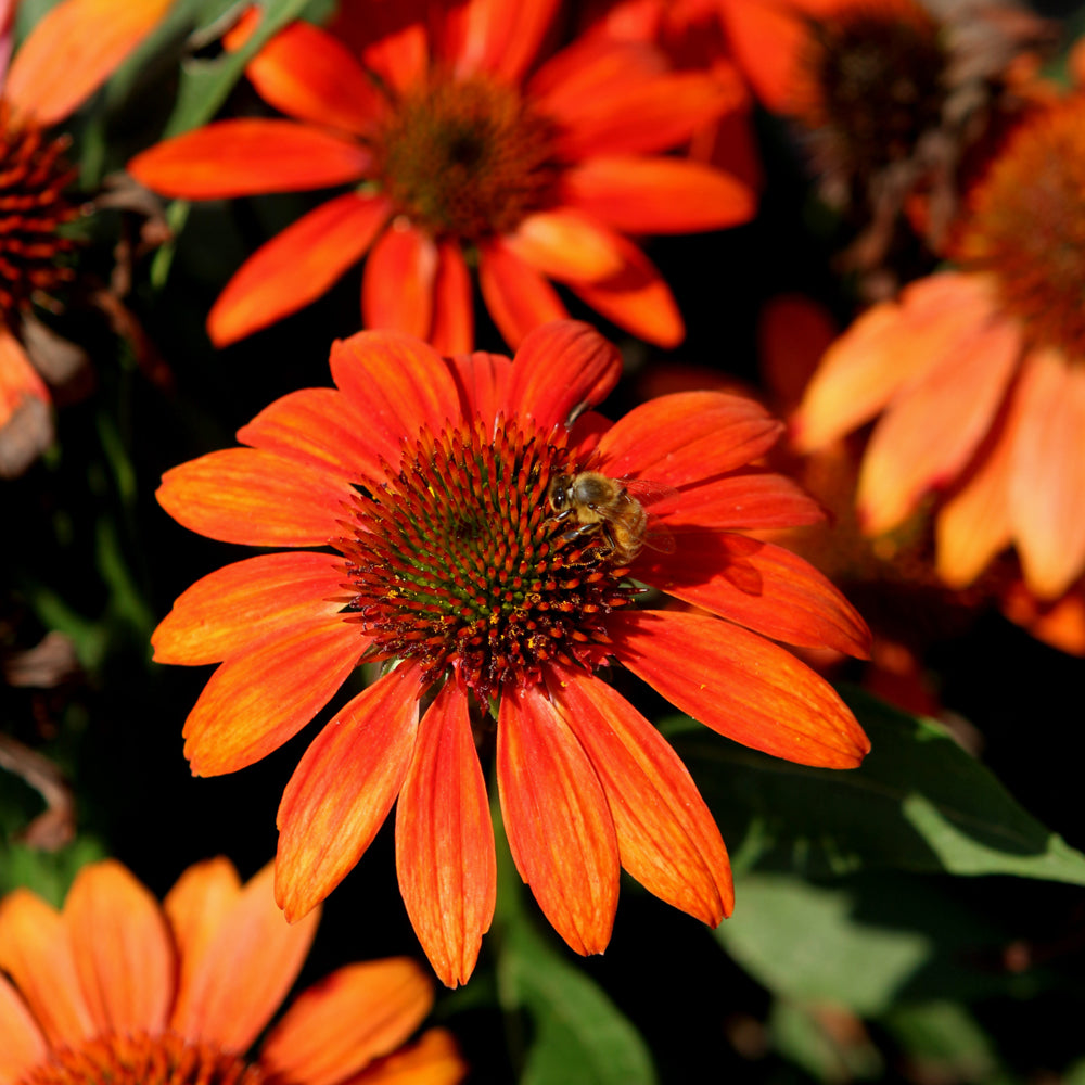 Echinacea 'Balsomstor'