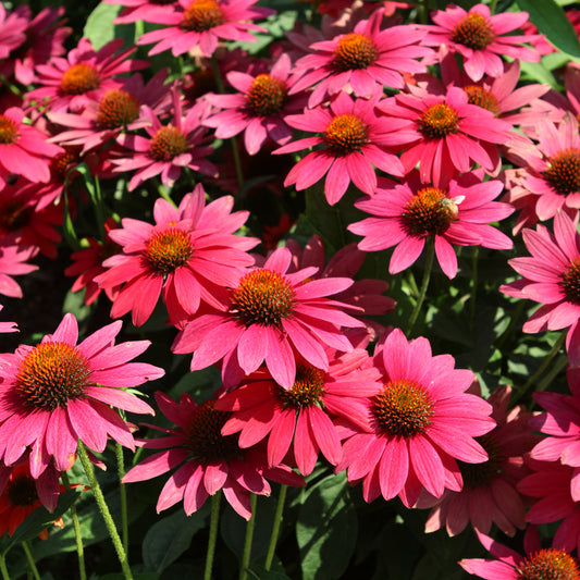 Echinacea 'Balsomtresgo'