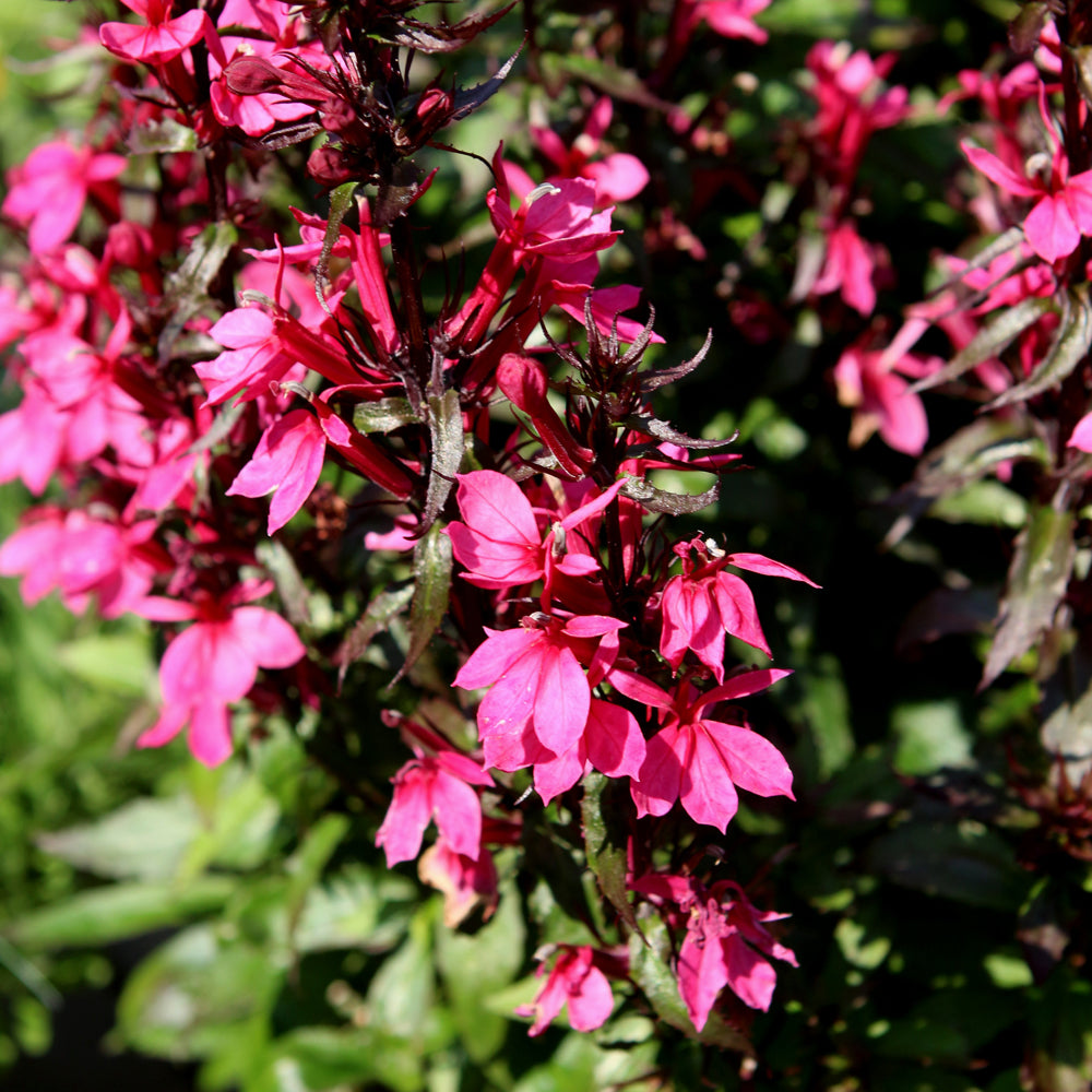 Lobelia 'PAS1302714'