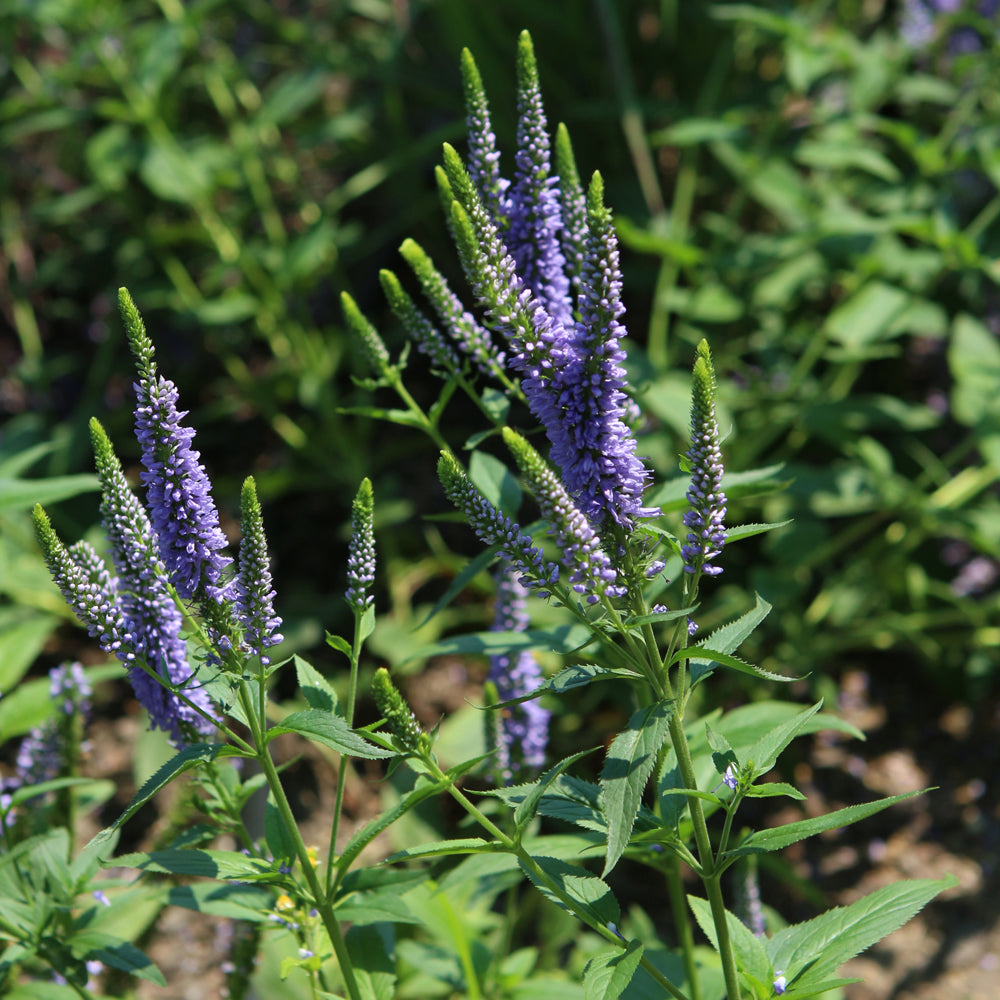 Veronica longifolia 'Alllord'