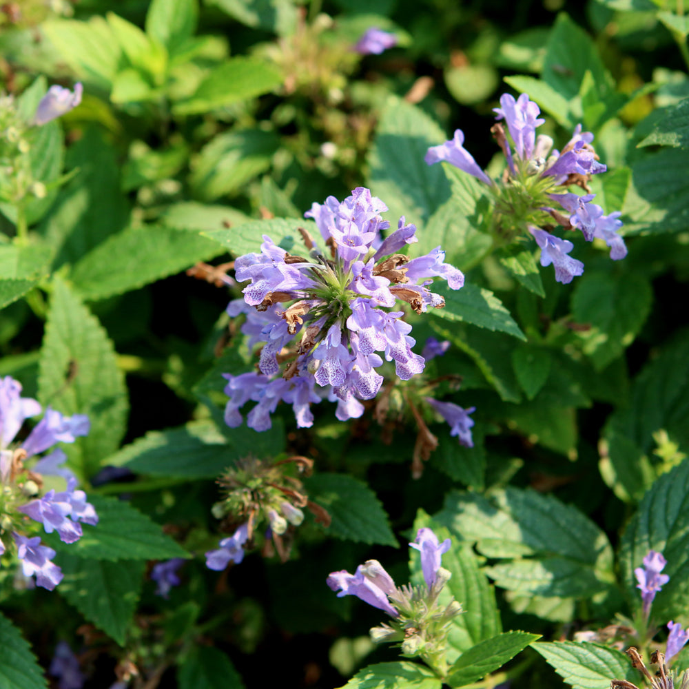 Prelude™ Blue Catmint