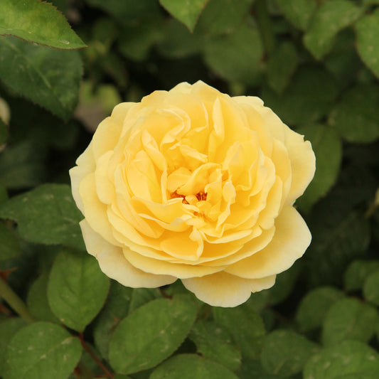 Rosa 'Meikaquinz'